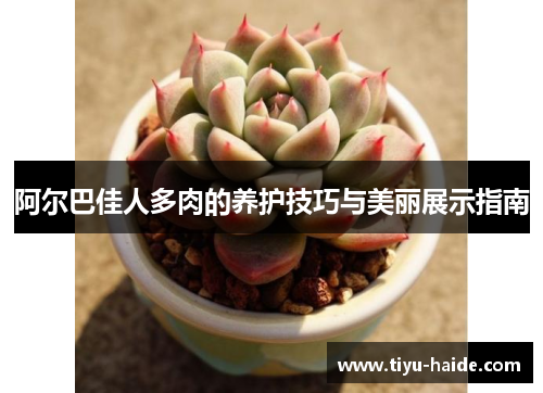 阿尔巴佳人多肉的养护技巧与美丽展示指南