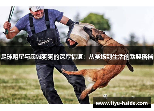 足球明星与忠诚狗狗的深厚情谊：从赛场到生活的默契搭档